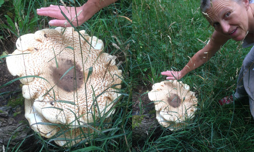 Durchmesser 40 cm – Wer hat Appetit? (Schuppiger Porling)