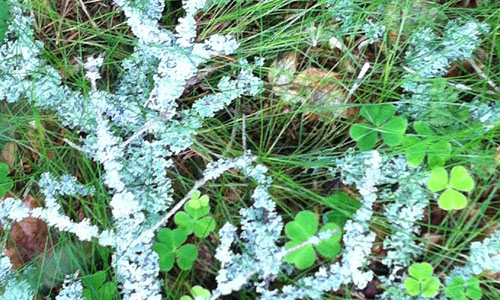 made by natur – zu betrachten in der Galerie Wald