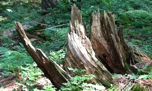 Galerie Wald – bizarr und schön