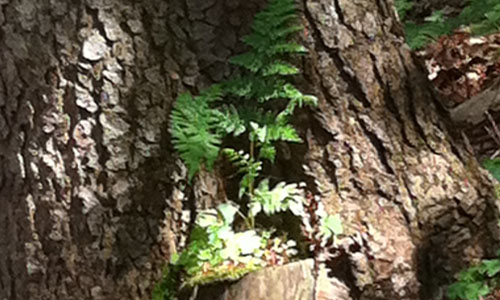 Galerie Wald – suchen-entdecken-staunen