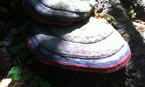 Galerie Wald – who is the painter?