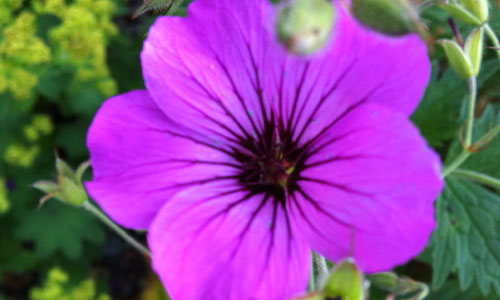 Galerie Wald – ...... als wär s ein Stück vom Regenbogen