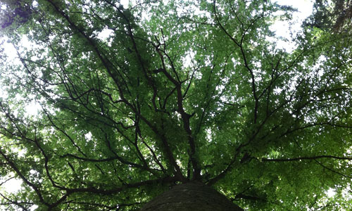 only made by natur: meine Buchin im Sinzinger Wald