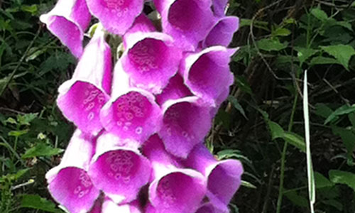 Schön aber giftig – Digitalis purpurea