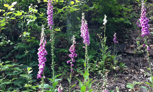 Digitalis wird auch heute noch in der Medizin verwendet – Achtung: megagiftig!