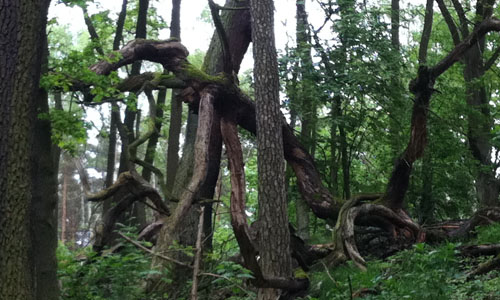 Rückkehr der Dinosaurier – die sehen gefräßig aus - nichts wie weg hier!