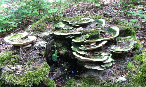 Der geheime Schatz der Trametengnome